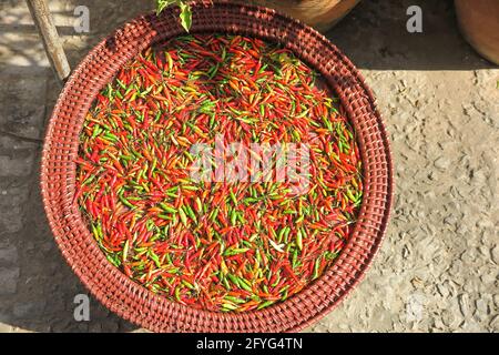 Blick auf Korbschüssel mit frischem grünen und roten Chili Paprika trocknet in natürlichem Sonnenlicht auf dem Boden im asiatischen Garten (Fokus auf die Mitte der Schüssel) Stockfoto