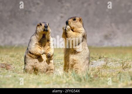 Himalaya-Murmeltiere -Marmota himalayana, Paar stehend und essen auf freiem Feld, ladakh Tierwelt, Jammu und Kaschmir, Indien Stockfoto