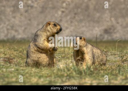 Himalaya-Murmeltiere -Marmota himalayana, Paar stehend und essen auf freiem Feld, ladakh Tierwelt, Jammu und Kaschmir, Indien Stockfoto