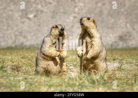 Himalaya-Murmeltiere (Marmota himalayana), Paar im offenen Feld stehend, ladakh Tierwelt, Jammu und Kaschmir, Indien Stockfoto