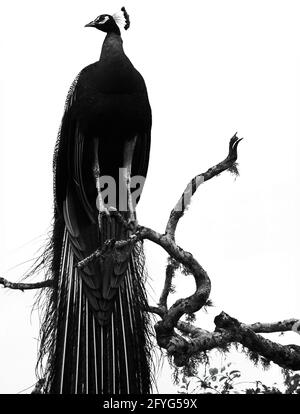 Schwarz-Weiß-Foto des Pfaus sitzt auf Ast von Baum gegen Himmel (Fokus auf Vogelmitte) Stockfoto
