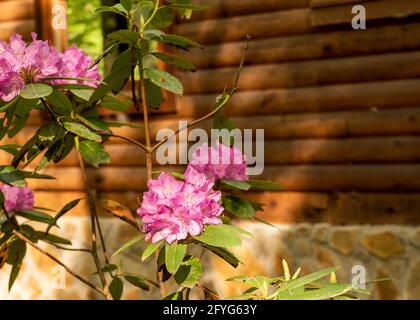 Rhododendron vor einer Hütte im Norden Georgiens. Stockfoto