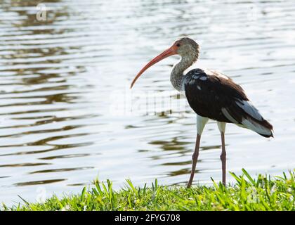 Juvenile American White Ibis steht auf Gras an einem Teich. Stockfoto