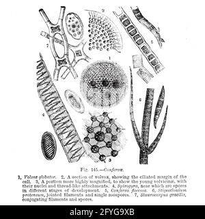 Mikroskopie von Pflanzen und Pilzen. Kunstwerk aus dem 19. Jahrhundert mit mikroskopischen Details von Pilzen, Algen und Flechten aus dem Buch "das Mikroskop: Seine Geschichte, Konstruktion und Anwendung" von Hogg, Jabez, 1817-1899 Veröffentlicht in London von G. Routledge im Jahr 1869 mit Illustrationen von TUFFEN WEST Stockfoto