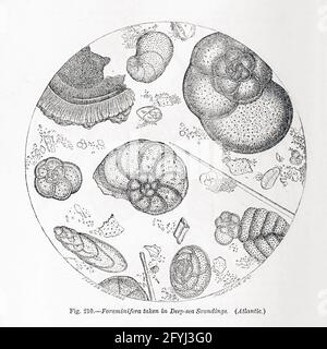 Zellen unter dem Mikroskop aus dem Buch "das Mikroskop: Seine Geschichte, Konstruktion und Anwendung" von Hogg, Jabez, 1817-1899 Veröffentlicht in London von G. Routledge im Jahr 1869 mit Illustrationen von TUFFEN WEST Stockfoto