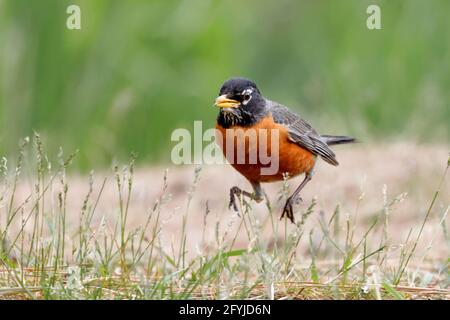 Ein amerikanischer Robin läuft im Gras in einem Park in Coeur d'Alene, Idaho. Stockfoto