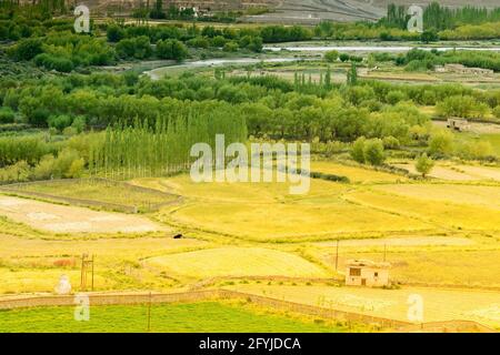 Luftaufnahme der landwirtschaftlichen Flächen von Leh, Ladakh, Jammu und Kaschmir, Indien Stockfoto