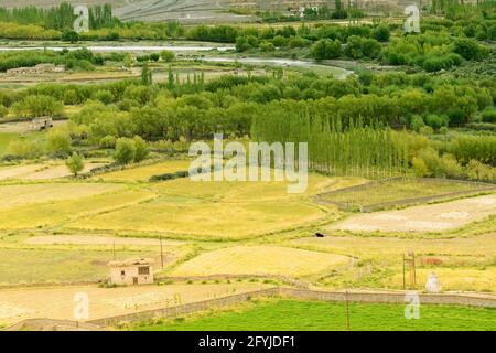 Luftaufnahme der landwirtschaftlichen Flächen von Leh, Ladakh, Jammu und Kaschmir, Indien Stockfoto