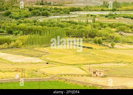 Luftaufnahme der landwirtschaftlichen Flächen von Leh, Ladakh, Jammu und Kaschmir, Indien Stockfoto