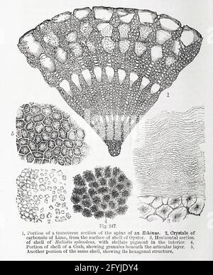 Kunstwerk von winzigen Organismen unter dem Mikroskop aus dem Buch "das Mikroskop: Seine Geschichte, Konstruktion und Anwendung" von Hogg, Jabez, 1817-1899 Veröffentlicht in London von G. Routledge im Jahr 1869 mit Illustrationen von TUFFEN WEST Stockfoto