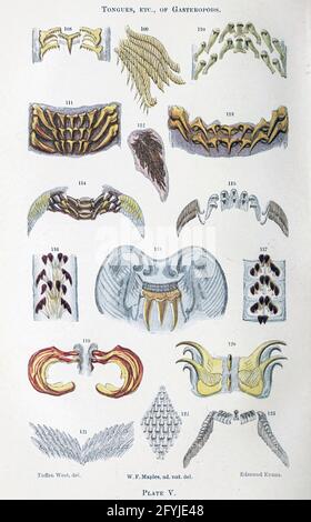 Kunstwerk von winzigen Organismen unter dem Mikroskop aus dem Buch "das Mikroskop: Seine Geschichte, Konstruktion und Anwendung" von Hogg, Jabez, 1817-1899 Veröffentlicht in London von G. Routledge im Jahr 1869 mit Illustrationen von TUFFEN WEST Stockfoto