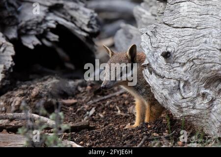 Numbat (Myrmecobius fasciatus), Dryandra Woodland, Westaustralien Stockfoto