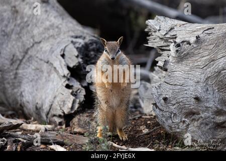 Numbat (Myrmecobius fasciatus), Dryandra Woodland, Westaustralien Stockfoto