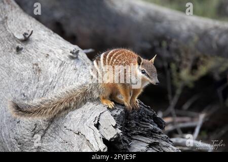 Numbat (Myrmecobius fasciatus), Dryandra Woodland, Westaustralien Stockfoto