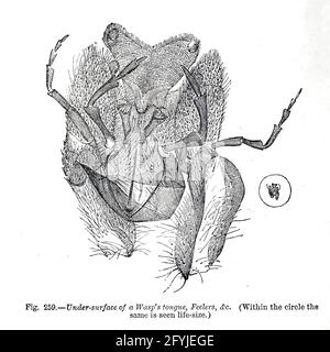 Kunstwerk von winzigen Organismen unter dem Mikroskop aus dem Buch "das Mikroskop: Seine Geschichte, Konstruktion und Anwendung" von Hogg, Jabez, 1817-1899 Veröffentlicht in London von G. Routledge im Jahr 1869 mit Illustrationen von TUFFEN WEST Stockfoto