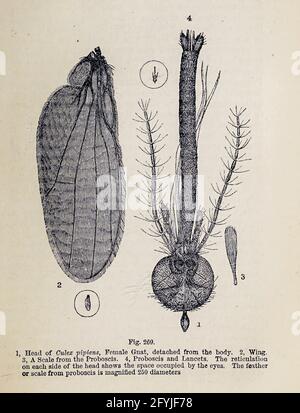 Kunstwerk von winzigen Organismen unter dem Mikroskop aus dem Buch "das Mikroskop: Seine Geschichte, Konstruktion und Anwendung" von Hogg, Jabez, 1817-1899 Veröffentlicht in London von G. Routledge im Jahr 1869 mit Illustrationen von TUFFEN WEST Stockfoto