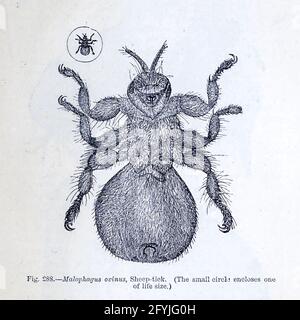 Kunstwerk von winzigen Organismen unter dem Mikroskop aus dem Buch "das Mikroskop: Seine Geschichte, Konstruktion und Anwendung" von Hogg, Jabez, 1817-1899 Veröffentlicht in London von G. Routledge im Jahr 1869 mit Illustrationen von TUFFEN WEST Stockfoto