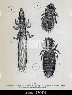 Kunstwerk von winzigen Organismen unter dem Mikroskop aus dem Buch "das Mikroskop: Seine Geschichte, Konstruktion und Anwendung" von Hogg, Jabez, 1817-1899 Veröffentlicht in London von G. Routledge im Jahr 1869 mit Illustrationen von TUFFEN WEST Stockfoto