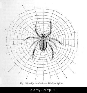 Kunstwerk von winzigen Organismen unter dem Mikroskop aus dem Buch "das Mikroskop: Seine Geschichte, Konstruktion und Anwendung" von Hogg, Jabez, 1817-1899 Veröffentlicht in London von G. Routledge im Jahr 1869 mit Illustrationen von TUFFEN WEST Stockfoto