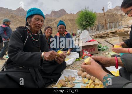 Mulbekh, Ladakh, Indien - 2nd. September 2014 : lachende Ladakhi-Stammesfrauen in traditionellen Kleidern schneiden Kartoffeln, um Essen für das Festival zuzubereiten Stockfoto