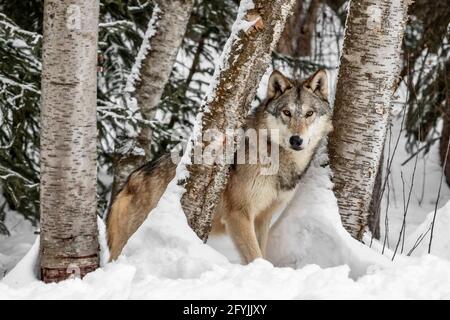 Watcher in the Woods Stockfoto