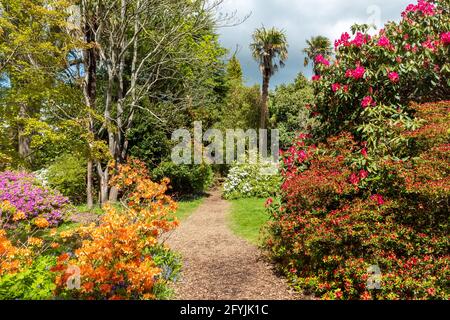 Farbenfrohe Azaleen und Rhododendren in den Leonardslee Gardens in West Sussex, England, im Mai oder Frühling Stockfoto