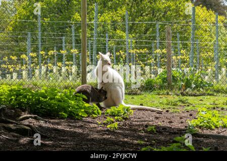 Bennett-Wallaby (Macropus rufogriseus), auch Rothalswallaby genannt, ein Beuteltier. Eine Albino-Mutter stillt ihren joey. Stockfoto