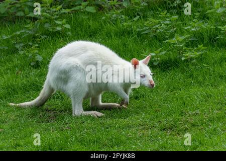Bennett-Wallaby (Macropus rufogriseus), auch Rothalswallaby genannt, ein Albino-Beuteltier Stockfoto