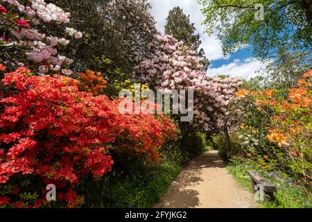 Farbenfrohe, blühende Sträucher in den Leonardslee Gardens in West Sussex, England, im Mai oder Frühling Stockfoto