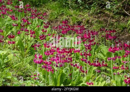 Der Kandelaber primula (Primula pulverulenta) blüht im feuchten schattigen Bereich des Gartens in West Sussex, England, im Mai oder Frühling Stockfoto