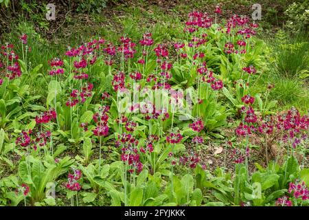 Der Kandelaber primula (Primula pulverulenta) blüht im feuchten schattigen Bereich des Gartens in West Sussex, England, im Mai oder Frühling Stockfoto