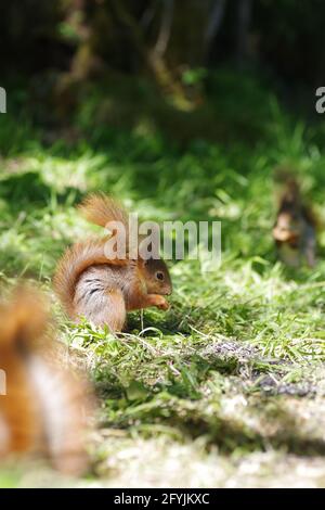 Rote Eichhörnchen in Norwegen Stockfoto