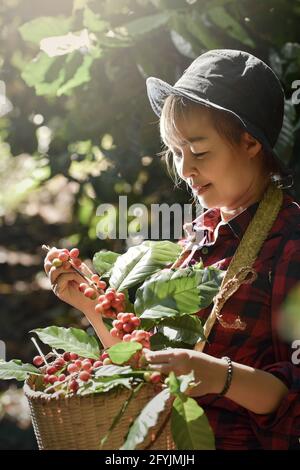 Porträt einer Frau, die Kaffeebohnen aus einer Pflanze in Thailand pflückt Stockfoto