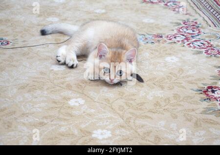 Kitten britisches Kurzhaar, BKH Kitten, Kätzchen beige, britisches Kätzchen, das mit einem Spielzeug spielt Stockfoto