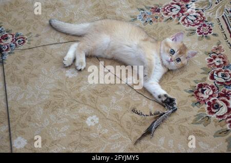 Kitten britisches Kurzhaar, BKH Kitten, Kätzchen beige, britisches Kätzchen, das mit einem Spielzeug spielt Stockfoto