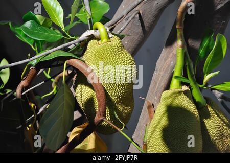 Jackfrucht, Jackfrucht-Baum oder Jackfrucht-Pflanze Stockfoto