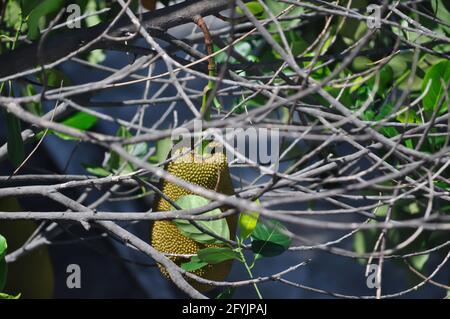 Jackfrucht, Jackfrucht-Baum oder Jackfrucht-Pflanze Stockfoto