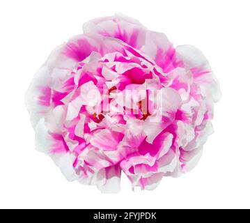 Portulaca Blume isoliert auf weißem Hintergrund mit Beschneidungspfad Stockfoto