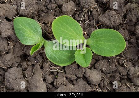 Kürbiskernlinge. Grüne Blätter der Cucurbita-Pflanze. Lebensmittel und Futterpflanzen. Stockfoto