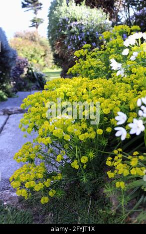 Mediterrane Macchia, Peumorbia characias subsp. Wulfenii Stockfoto