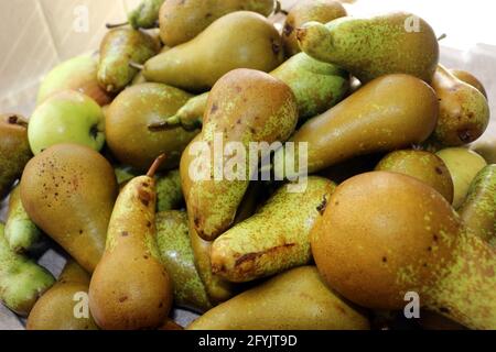 Ein Haufen selbstgewachsener Birnen Stockfoto