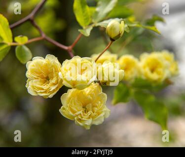 Kleine Blüten der Lady Banks Rose, eine kräftige gelbe Kletterrose.Gelbe Banksian Rose, dornlos semi immergrün.Rosa banksiae lutea. Stockfoto