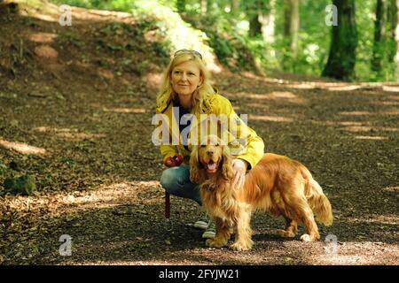 Eine Frau in einem gelben Mantel, die mit ihrem Cockerspaniel-Hund im Wald in Wales spaziert und spielt. Stockfoto