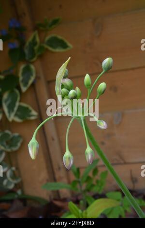 Sizilianische Honiglilie, die schönen Blumenknospen jonglieren, Cambridge UK, rein schön und friedlich Raum Stockfoto