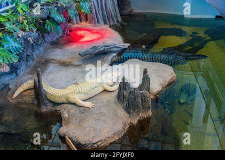 Nahaufnahme des Claude-Albino-Alligators an der California Academy of Sciences, San Francisco Stockfoto