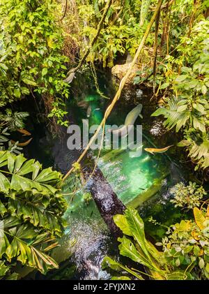 Blick auf einen Teich mit vielen großen Fischen Schwimmen in San Francisco Stockfoto