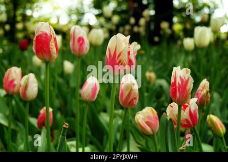 Pralormo, Piemont, Italien. -04-25-2009-Messer Tulipano Gartenbau Ausstellung mit Frühling Tulpen blühen in Pralormo Schloss. Stockfoto