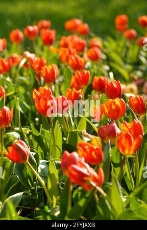 Pralormo, Piemont, Italien. -04-25-2009-Messer Tulipano Gartenbau Ausstellung mit Frühling Tulpen blühen in Pralormo Schloss. Stockfoto