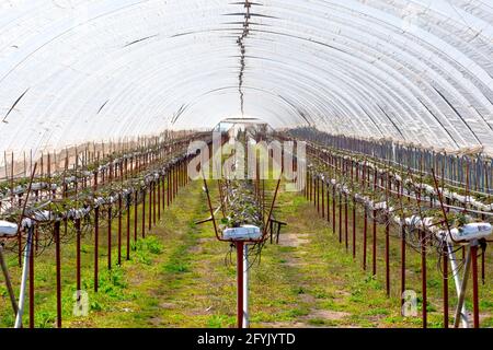 Innenaufnahme eines von vielen Polytunnels oder Gewächshäusern, die auf einem Bauernhof in Angus, Tayside, Schottland, für die Produktion von weichem Obst eingerichtet wurden. Stockfoto