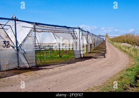 Außenaufnahme der Eingänge zu mehreren Polytunneln oder Gewächshäusern, die auf einer Farm in Angus, Tayside, Schottland, zur Herstellung von weichem Obst eingerichtet wurden. Stockfoto